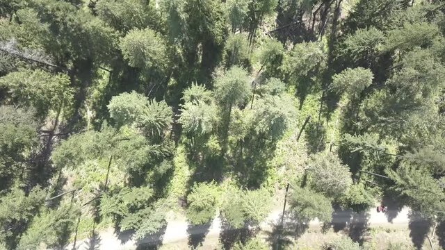 Aerial View Satellite View of Forest With Drone Moving Backwards Crossing Dirt Road