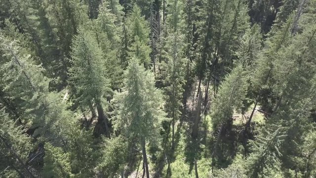 Drone Moving Upward Over Fir Trees Panning Down