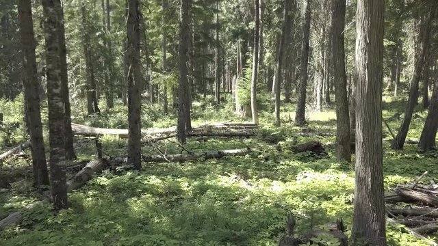 Moving Forward in Forest Panning Right