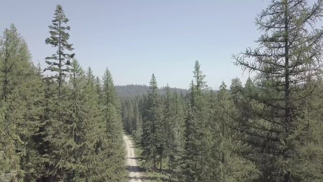 Drone Descending in Forest With Fir Trees on Both Sides of Dirt Road