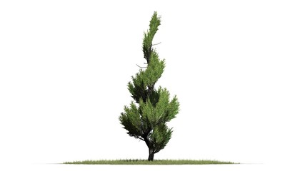 Juniper topiary - isolated on white background - 3D illustration