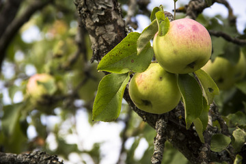  Farming, agriculture, ecology and remedy for trees diseases concept.  Close-up of two juicy apples hanging on a tree branch in the orchard.