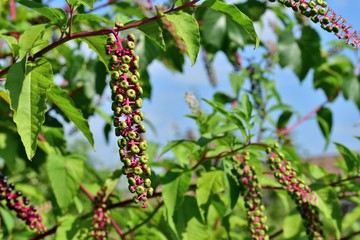 Obraz premium Phytolacca decandra