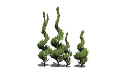 several  Juniper topiary trees with shadow - isolated on white background - 3D illustration