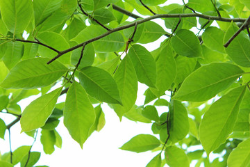 新緑　エコイメージ