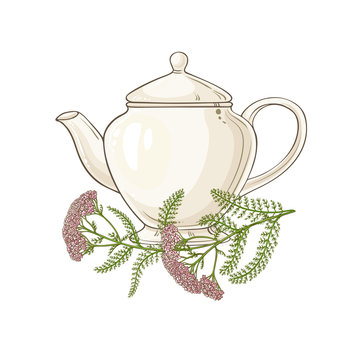 milfoil tea illustration