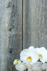 White orchid