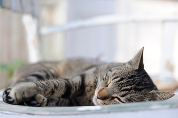 Obraz premium A cute striped cat lying on a chair and playing on a warm afternoon in Turkey