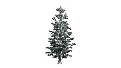 Colorado Blue Spruce winter tree cluster - isolated on white background