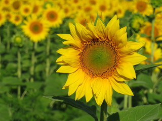 Blooming sunflowers in summer. Sunflowers field in sunny day, picturesque rural landscape