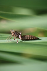 Chrysalide de libellule © Cécile Mathé