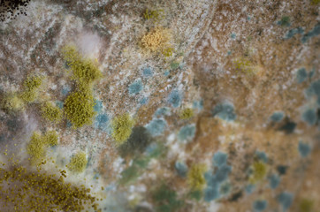 Mold colony on a bread