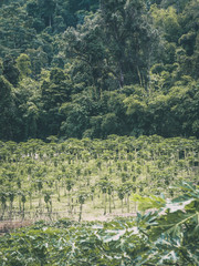 Landscape mountain and forest with farming foothills.