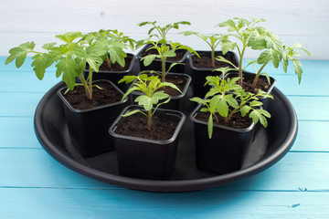 Beefsteak tomato plants in pots on wooden surface..