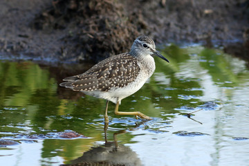 Wood Sandpiper in August on the Yamal Peninsula