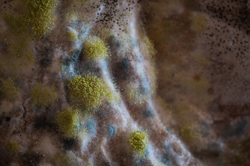 Mold colony on a bread