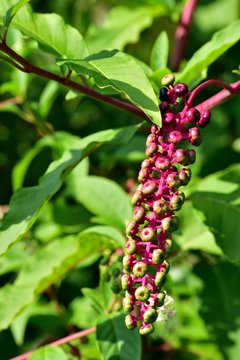 Phytolacca decandra