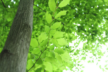 新緑　エコイメージ