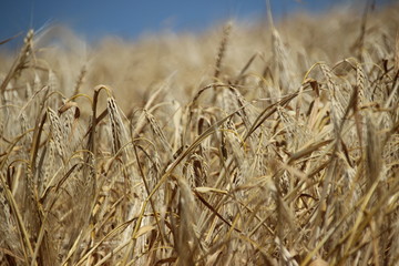 Fototapeta premium reifes Gerstenfeld im Sommer