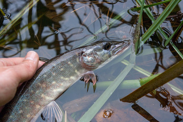 Catch and release. Small Freshwater pike in hand got a freedom..