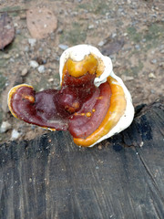 Wild mushrooms on Stump.