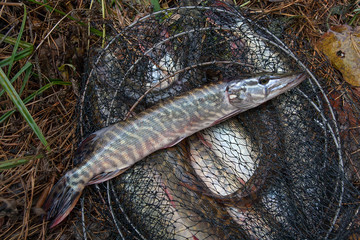 Freshwater pike fish lies in landing net with fishery catch in it..