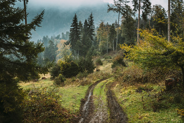 Fototapeta na wymiar Borjomi, Georgia. Mountains Road Path Way Lane In Forest In Autumn