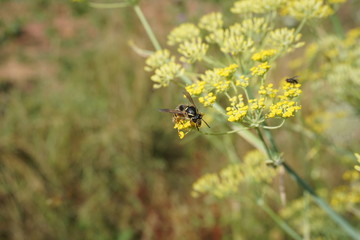 Obraz premium Wespe, Insekten