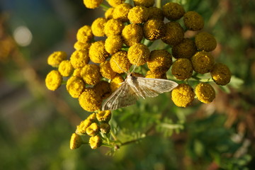 Weisser Hartriegel-Zierspanner