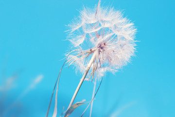 Beautiful floral background with dandelion flower in summer over blue sky