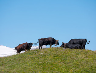 black cows and cattle  in a field in the mountains