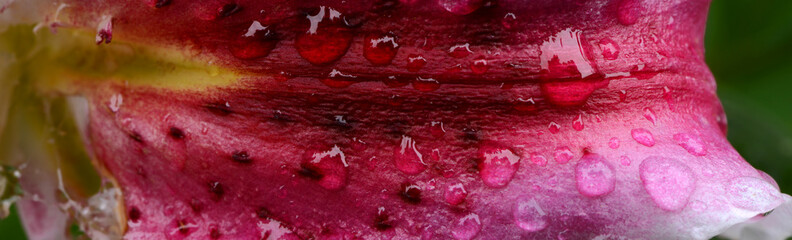 Blumen 865 © K.-U. Häßler