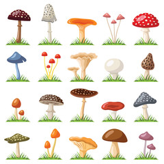 Kolekcja grzybów i muchomorów - kolor ilustracji wektorowych - 217847737