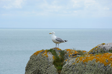 Go&eacute;land argent&eacute; 