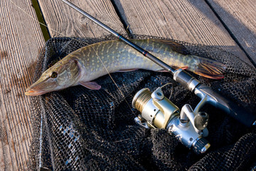 Freshwater pike and fishing equipment lies on black fishing net..