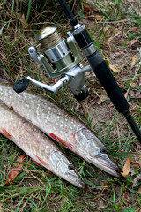 Freshwater pike fish and fishing equipment lies on green grass..