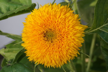 Sonnenblume