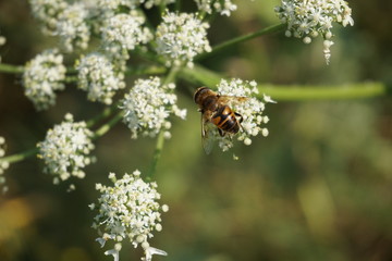 Wildbiene