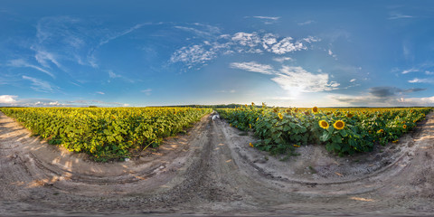 full seamless spherical panorama 360 by 180 degrees angle view on gravel road among sunflowers...