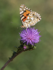Painted Lady (Vanessa cardui) butterfly on a pink flower