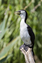 Cormoran sur une branche