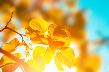 Autumn orange leaves. Nature autumn background with copy space