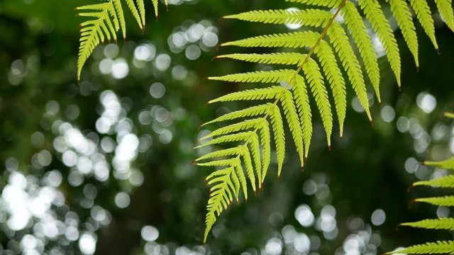 4K. green fern leaves sway from wind with green tree background and bokeh light. green natural background with copy space footage 