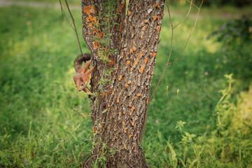 Curious red squirrel peeking behind the tree trunk