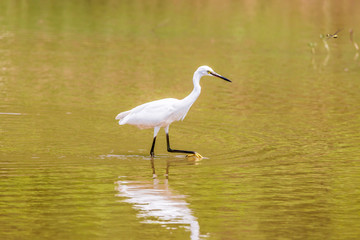 Egrets in leisurely foraging