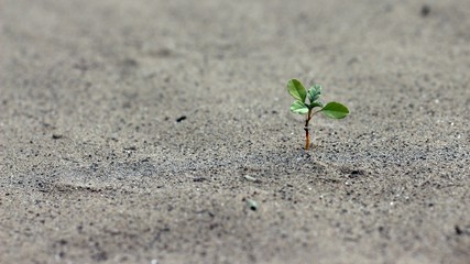 new life