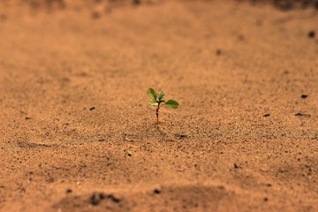  new life in the red sand