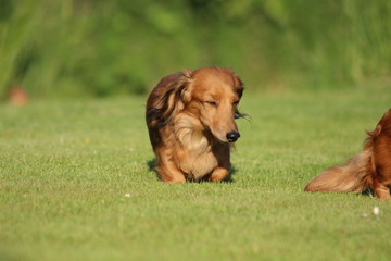 Mini dachshund
