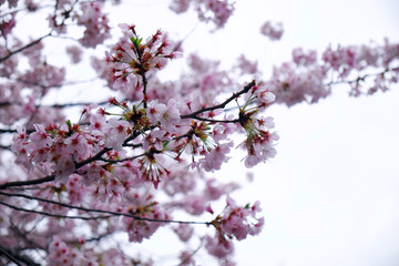 桜/cherry blossom