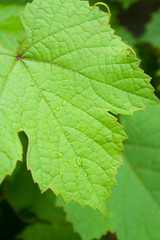 Leaf of grapes with drops